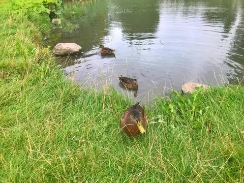 D u c k Stock Photos