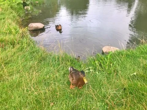 D u c k Stock Photos