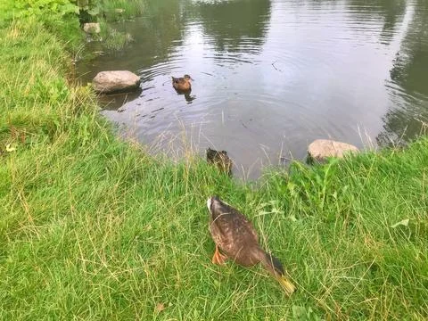 D u c k Stock Photos