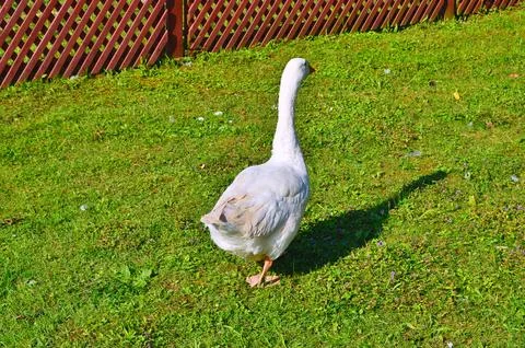 D u c k Stock Photos