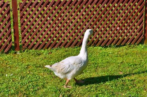 D u c k Stock Photos