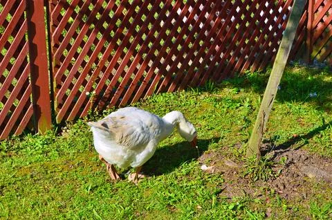 D u c k Stock Photos