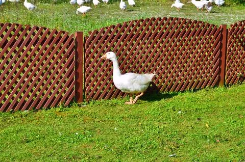 D u c k Stock Photos