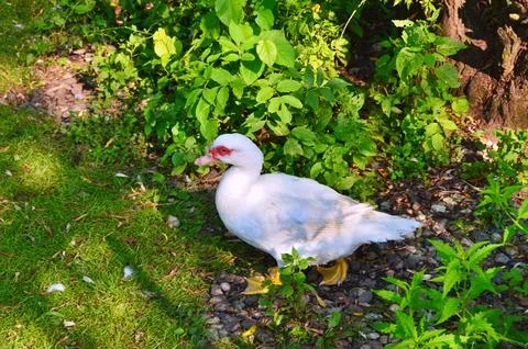 D u c k Stock Photos