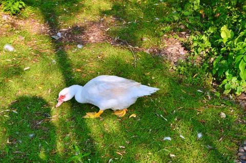 D u c k Stock Photos