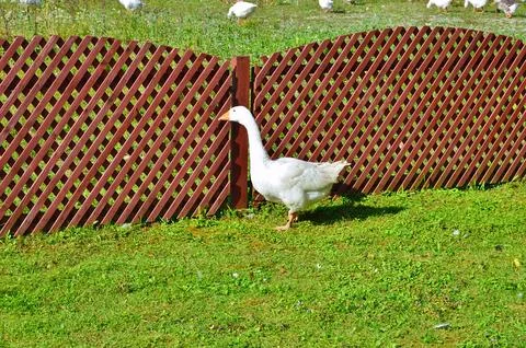 D u c k Stock Photos