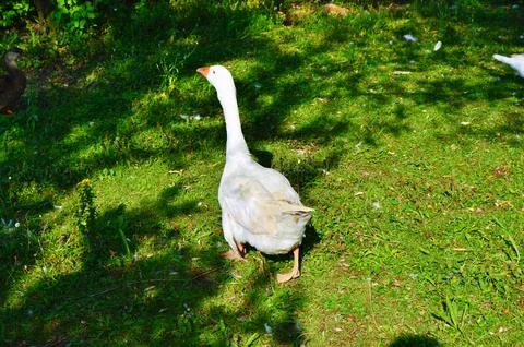 D u c k Stock Photos