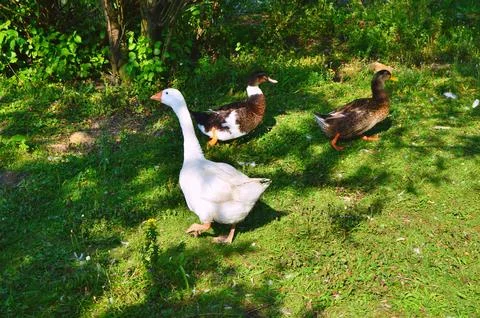 D u c k Stock Photos