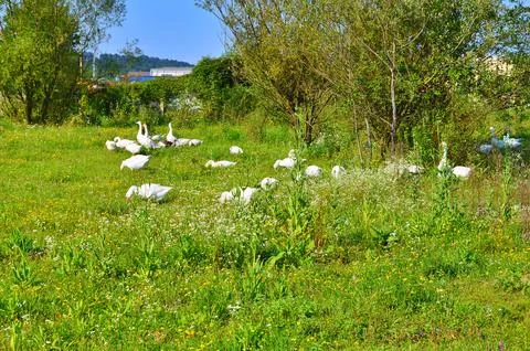 D u c k Stock Photos