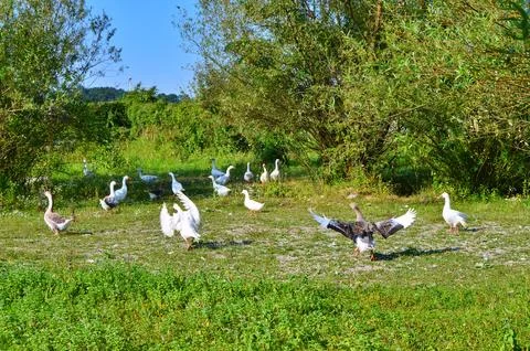 D u c k Stock Photos