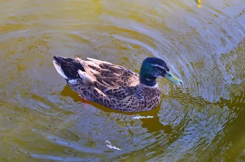 D u c k Stock Photos