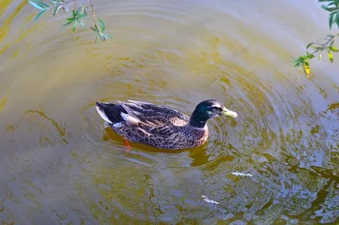 D u c k Stock Photos