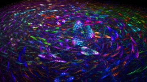 D2051E Stock Footage 347865