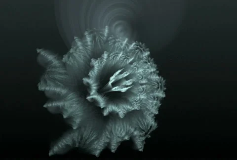 D2187K Stock Footage 344149