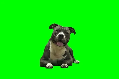 D68 Video stock 18441955