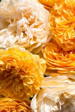 D80 2440 Stock Photos