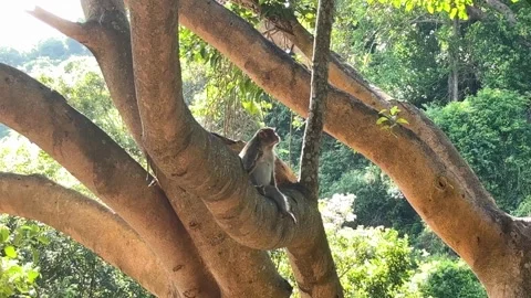 Da nang, lady buddha, macaque monkey resting on a large branch, observing its Stock Footage 340187291
