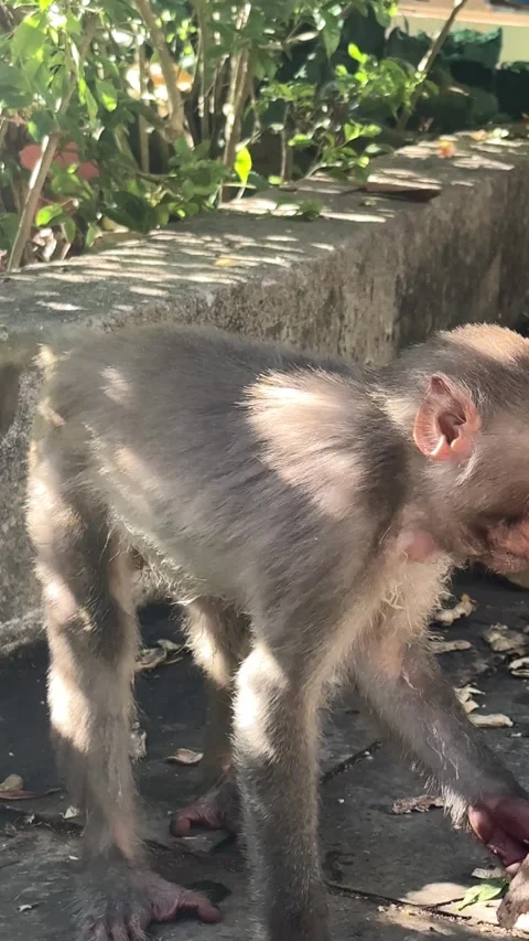 Da nang, lady buddha, macaque monkey foraging on concrete ground near wall, Stock Footage 340196329