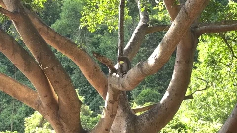 Da nang, lady buddha, monkey resting on a large tree branch in the green forest, Stock Footage 340187325
