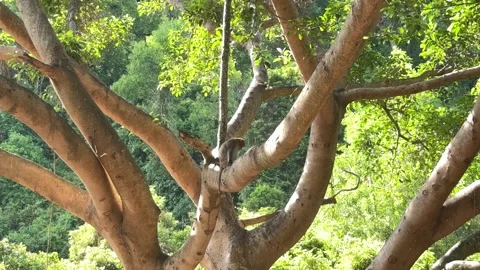 Da nang, lady buddha, monkey resting on thick tree branches in tropical forest Stock Footage 340187356