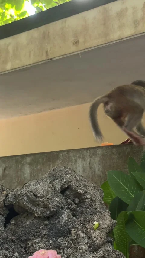Da nang, lady buddha, monkey eating food while sitting on a rock near pink Stock Footage 340196030