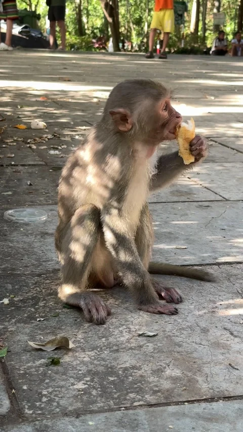 Da nang, lady buddha, monkey sitting on a concrete path, holding and eating a Stock Footage 340196561