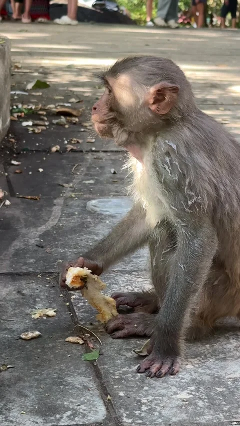 Da nang, lady buddha, monkey sitting on paved ground, eating food scraps with Vídeos de archivo 340197258