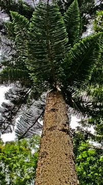 Da three Stock Photos