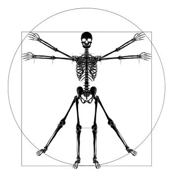Da Vinci Vitruvian Man Skeleton Stock Illustration