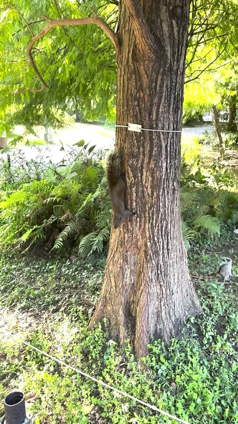 Daan Forest Park Taipei Squirrel Tree Trunk Movement-2 Stock Footage 329461255