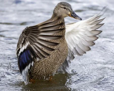 Dabbling duck flaps wings gracefully in the calm waters of a serene lake Stock Photos