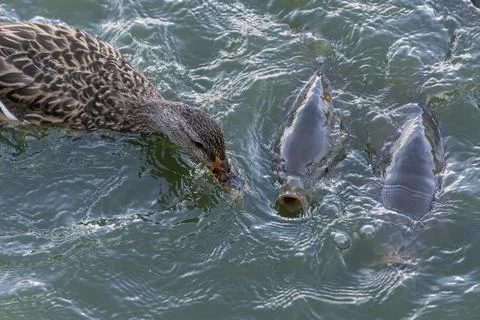 Dabbling duck interacts with hungry fish in clear water at local pond durin.. Stock Photos
