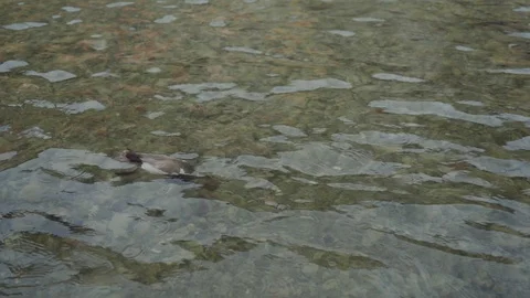 Dabbling ducks diving for food in pond showing their feet Vídeo Stock 116789345