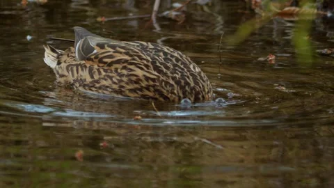 Dabbling ducks gracefully feeding in tranquil and calm waters of their natural Stock Footage 313284008