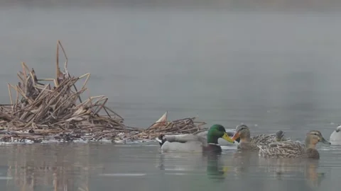Dabbling Mallard Ducks Feeding Around Cattails On a Foggy Morning Video stock 296744795