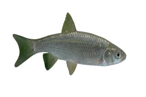 Dace, Leuciscus Leuciscus Stock-Fotos