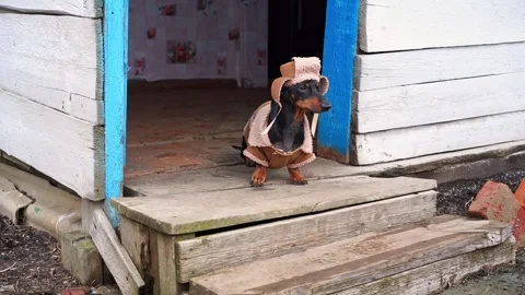 Dachshund in aviator jacket on rustic porch Stock Footage 285467167