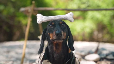 Dachshund balancing a bone on its head at a stone age camp Stock-Footage 345659183