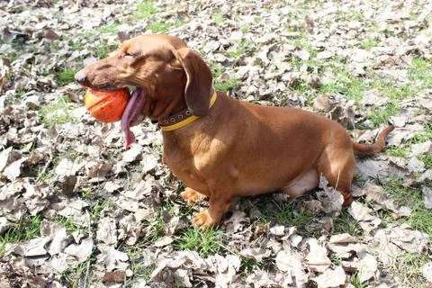Dachshund with ball Stock Photos