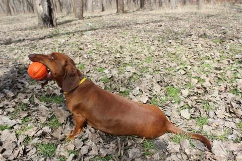 Dachshund with ball Stock Photos