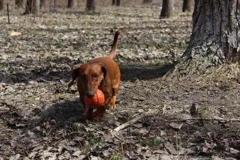 Dachshund with ball Stock Photos
