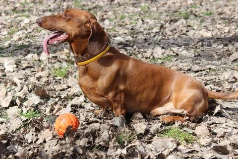 Dachshund with ball Stock Photos