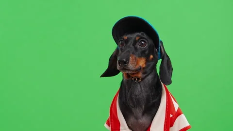 Dachshund in a baseball cap and striped shirt cheering as a sports fan Stock Footage 346012092