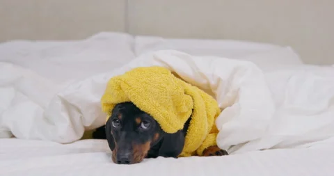 Dachshund in bathrobe with towel on head rests in dog-friendly hotel in bed 스톡 동영상 252157414