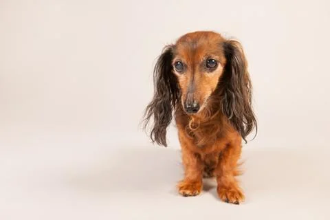 Dachshund on beige background Stock Photos
