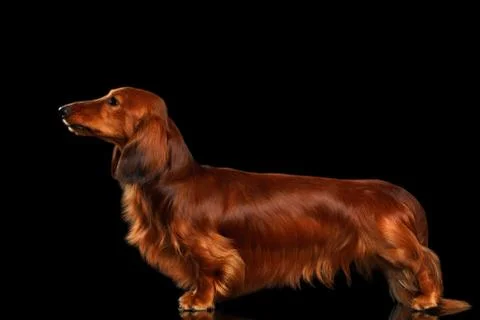 Dachshund on Black background Stock Photos