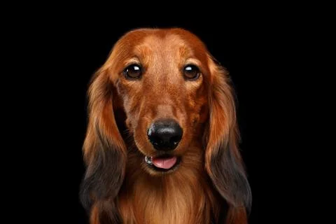 Dachshund on Black background Foto stock