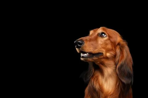 Dachshund on Black background Stock Photos