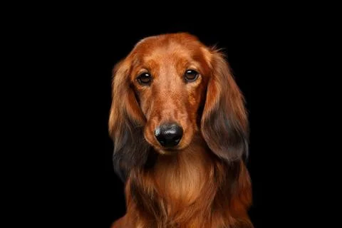 Dachshund on Black background Stock Photos