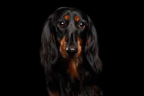 Dachshund on Black background Stock Photos